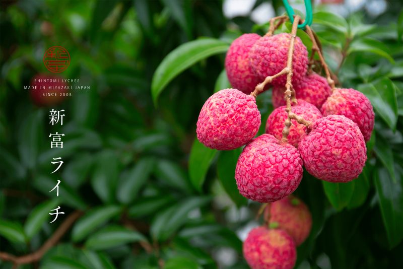 vải nhật bản vải nhật bản